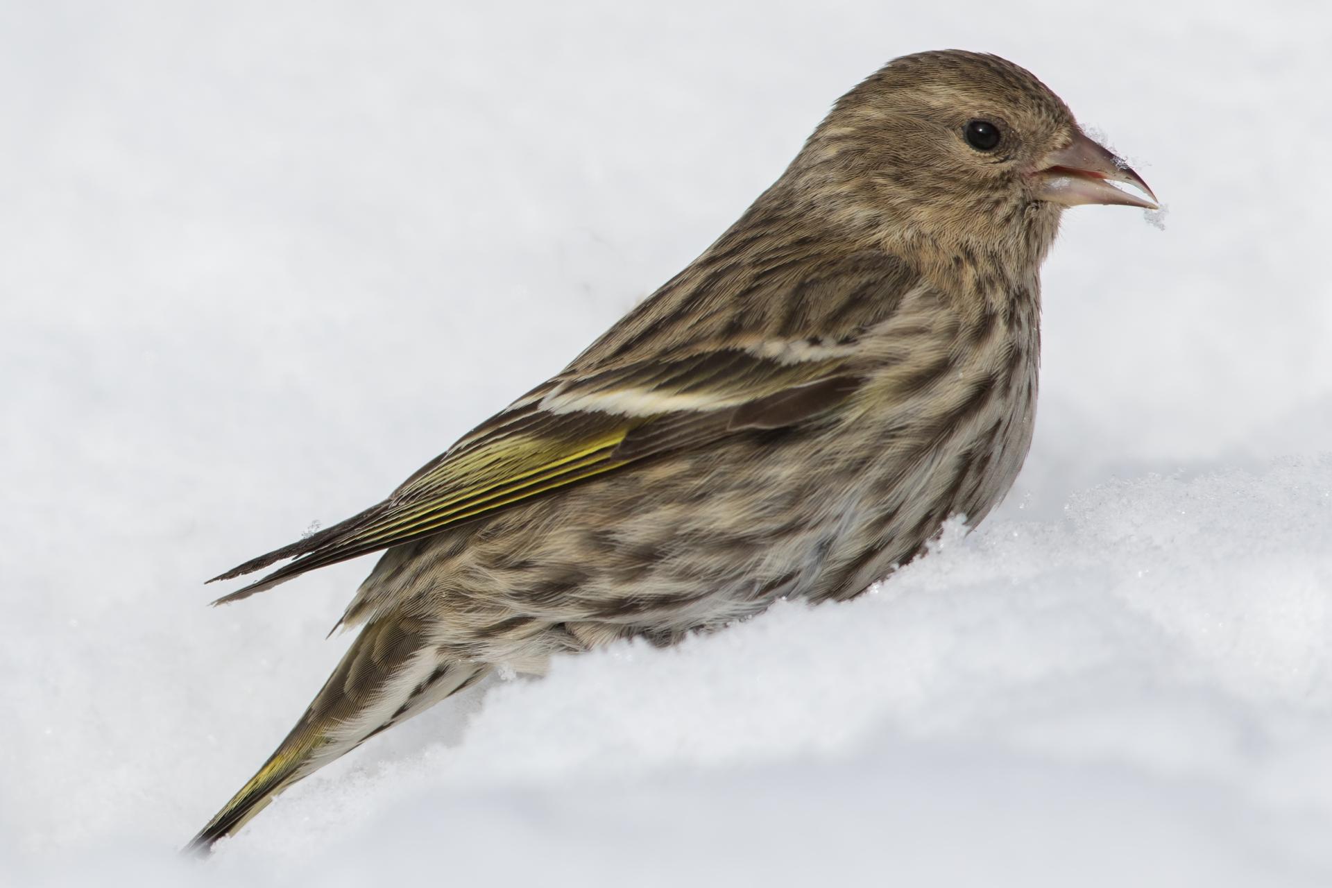 tarin-des-pins-pine siskin
